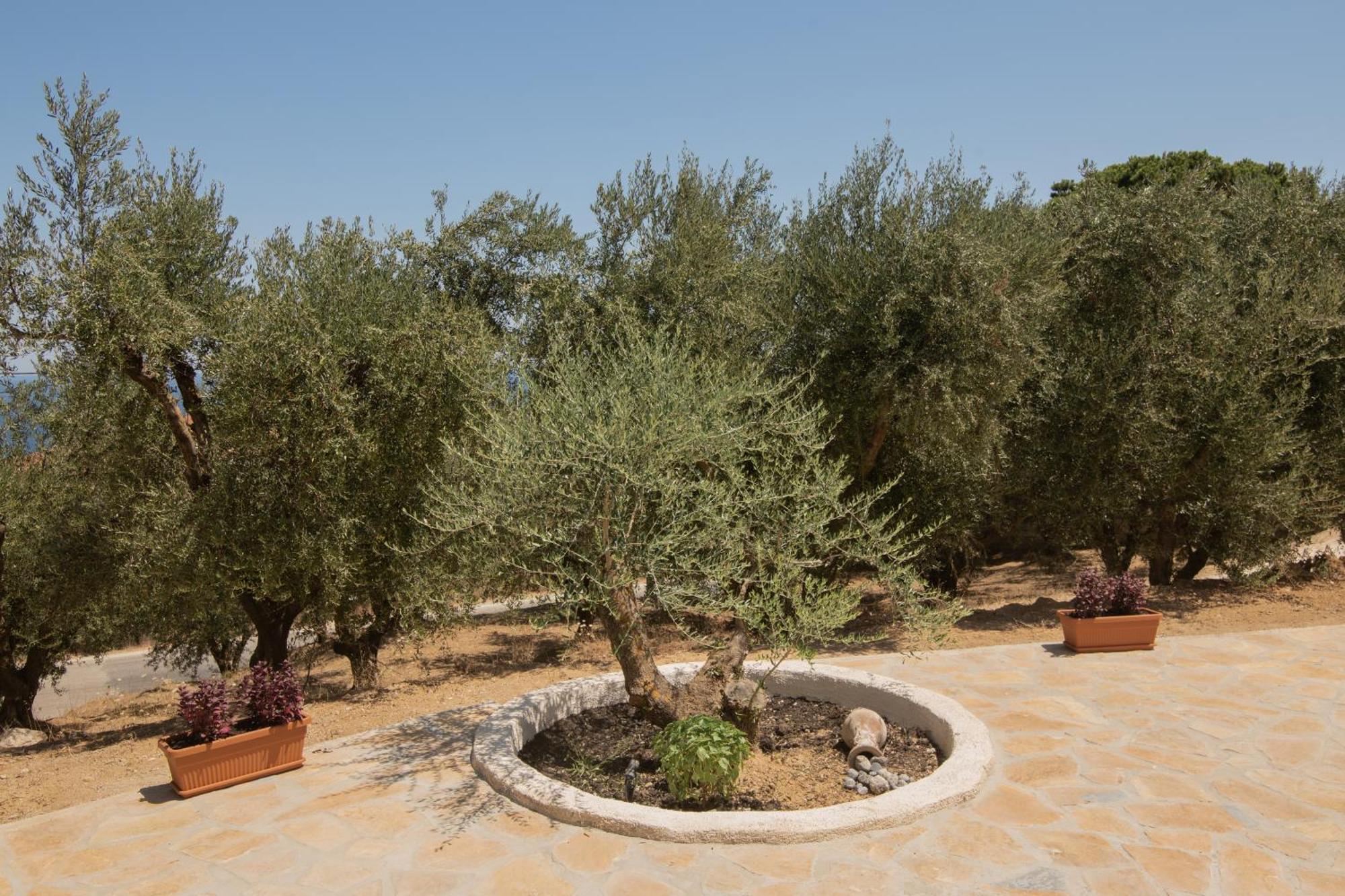 Cossoro Villas Zakynthos Xirokástellon 部屋 写真